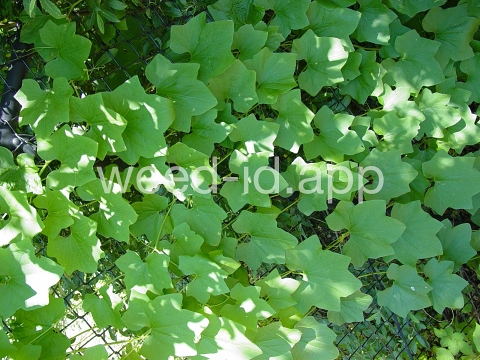 wild cucumber, western